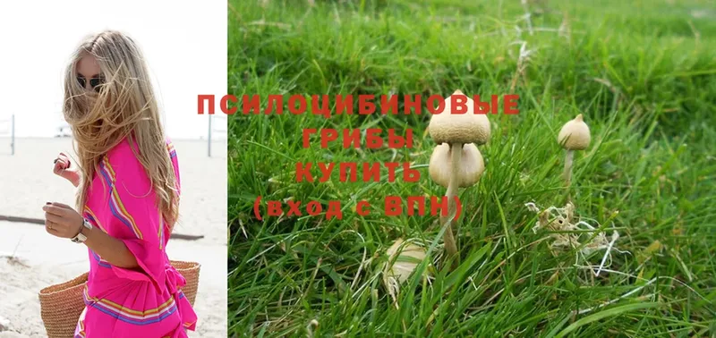 где купить   MEGA ссылка  Галлюциногенные грибы MAGIC MUSHROOMS  Кизляр 